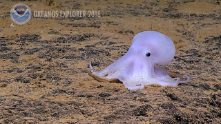 Deep-Diving Robot Discovers Mysterious and Adorable Octopus Species